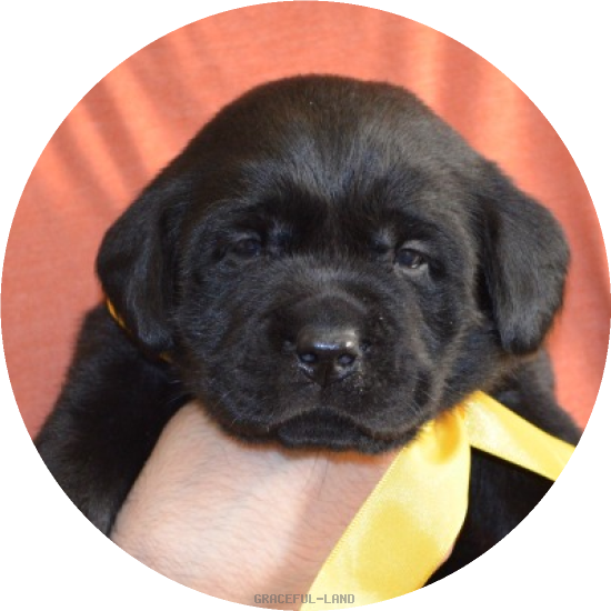 男の子(イエロー母犬グラス)(A child of ソロモン & グラス) 男の子(イエロー母犬グラス)